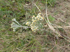 Pseudognaphalium oligandrum