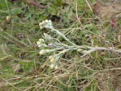 Pseudognaphalium oligandrum