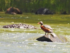 Merganetta armata armata