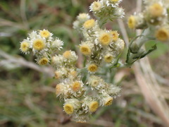Pseudognaphalium oligandrum