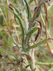 Pseudognaphalium oligandrum