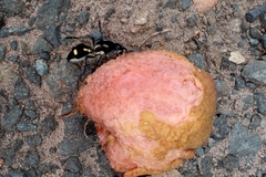 Traumatomutilla graphica