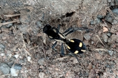 Traumatomutilla graphica