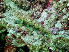 Istigobius decoratus