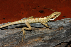 Amphibolurinae
