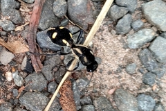 Traumatomutilla graphica