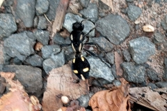 Traumatomutilla graphica