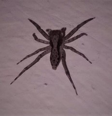 Spartaeus spinimanus