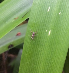 Stephanorhynchus lawsoni