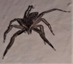 Spartaeus spinimanus