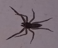 Spartaeus spinimanus