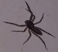 Spartaeus spinimanus