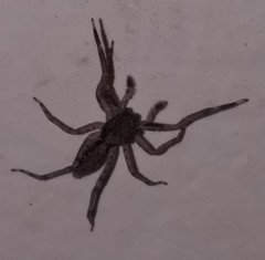 Spartaeus spinimanus