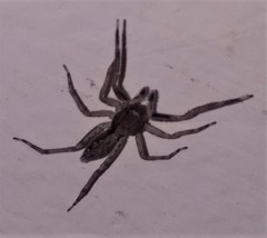 Spartaeus spinimanus