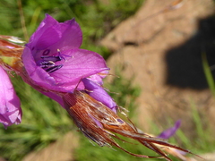 Dierama erectum