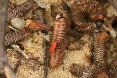 Probergrothius angolensis