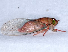 Carineta rufescens