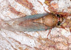 Carineta rufescens