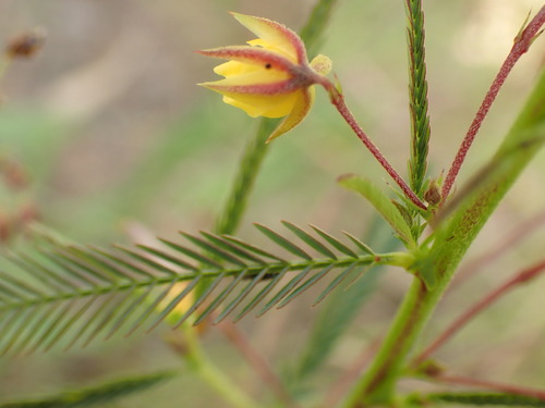 Fishbone cassia