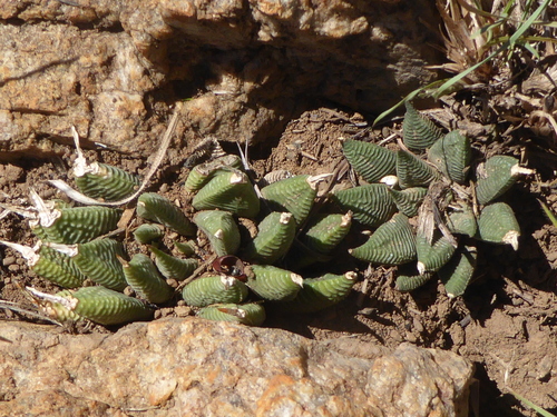 Haworthia limifolia Marloth