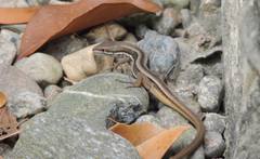 Takydromus wolteri