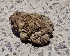 Incilius occidentalis