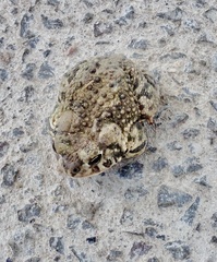 Incilius occidentalis