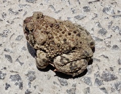 Incilius occidentalis