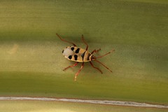 Probergrothius angolensis