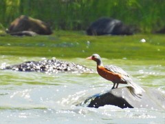 Merganetta armata armata