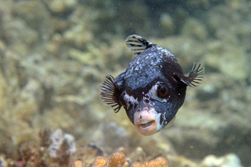 Masked Puffer — seen at this dive site
