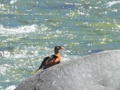 Merganetta armata armata