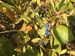 Cocculus orbiculatus