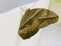 Eryphanis lycomedon