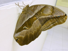 Eryphanis lycomedon