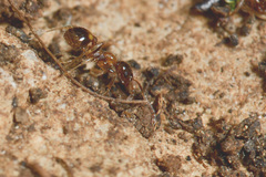 Temnothorax recedens