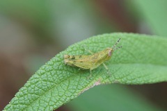 Acrididae