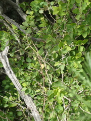 Cissampelos capensis