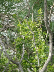 Cissampelos capensis