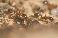 Temnothorax recedens