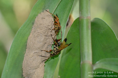 Macromerella honesta