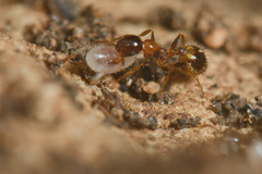Temnothorax recedens