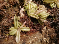 Pinguicula lusitanica