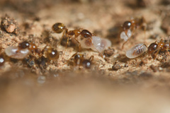 Temnothorax recedens