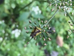 Elasmostethus yunnanus