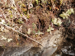 Pinguicula lusitanica