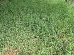 Cenchrus clandestinus