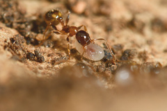 Temnothorax recedens