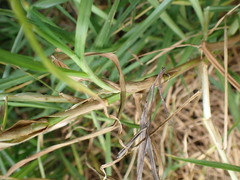 Cenchrus clandestinus