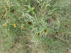 Bidens bipinnata